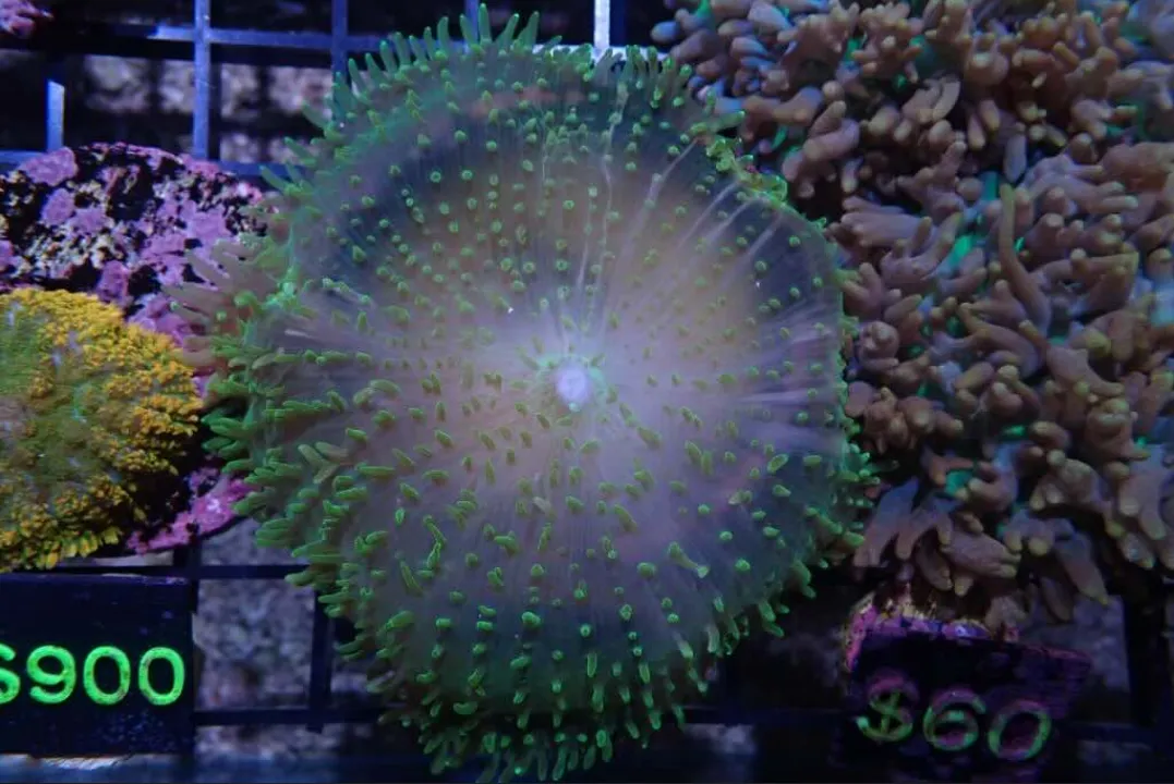 AQUACULTURED 'HULK MORPH' FLUFFY RHODACTIS FRAG